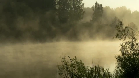 Stock Video Mist Early Morning In The Fores Animated Wallpaper - Free Live Wallpaper
