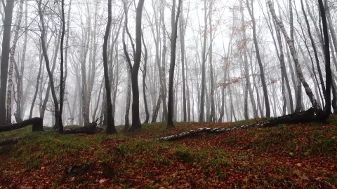 Stock Video Mist Creeping Through An Empty Fores Animated Wallpaper - Free Live Wallpaper
