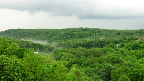 Stock Video Mist And Rain Over A Fores Animated Wallpaper - Free Live Wallpaper