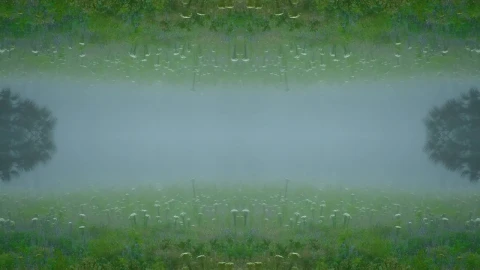 Stock Video Mirror Foggy Fores Animated Wallpaper - Free Live Wallpaper