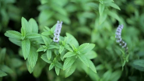 Stock Video Mint Plant In A Garde Animated Wallpaper - Free Live Wallpaper