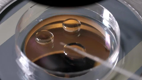 Stock Video Microbiologist Working With Embryo Animated Wallpaper - Free Live Wallpaper