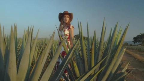 Stock Video Mexican Style Girl In A Maguey Fiel Animated Wallpaper - Free Live Wallpaper