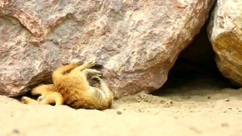 Stock Video Merkats Playing Under The Rock Animated Wallpaper - Free Live Wallpaper