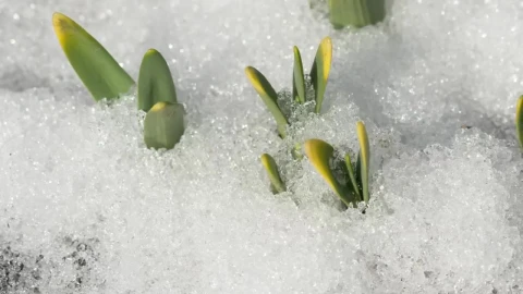 Stock Video Melting Snow In The Groun Animated Wallpaper - Free Live Wallpaper