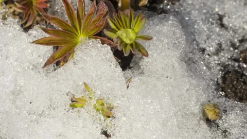 Stock Video Melting Snow And Flower Animated Wallpaper - Free Live Wallpaper