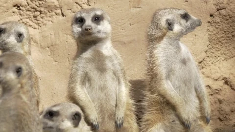 Stock Video Meerkats Standing U Animated Wallpaper - Free Live Wallpaper