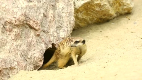 Stock Video Meerkats Playing In The San Animated Wallpaper - Free Live Wallpaper