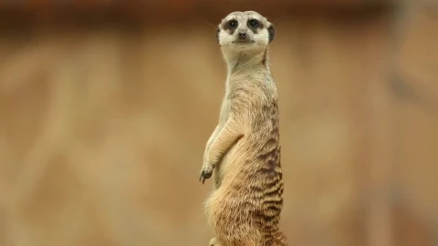Stock Video Meerkat Watching To The Distanc Animated Wallpaper - Free Live Wallpaper