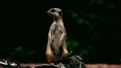 Stock Video Meerkat Standing On His Fee Animated Wallpaper - Free Live Wallpaper