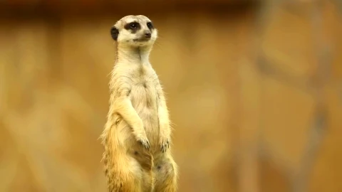 Stock Video Meerkat On Looking Aroun Animated Wallpaper - Free Live Wallpaper