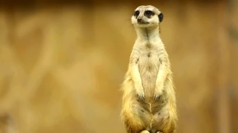Stock Video Meerkat On Guard Watching To Both Side Animated Wallpaper - Free Live Wallpaper