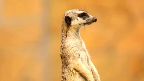 Stock Video Meerkat On Aler Animated Wallpaper - Free Live Wallpaper