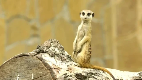 Stock Video Meerkat On A Wood Lo Animated Wallpaper - Free Live Wallpaper