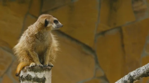 Stock Video Meerkat On A Tree Lo Animated Wallpaper - Free Live Wallpaper