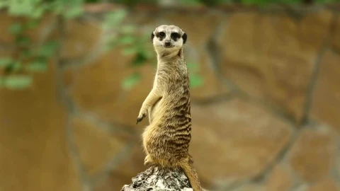 Stock Video Meerkat In The Wil Animated Wallpaper - Free Live Wallpaper