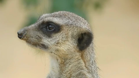 Stock Video Meerkat Head Closeu Animated Wallpaper - Free Live Wallpaper