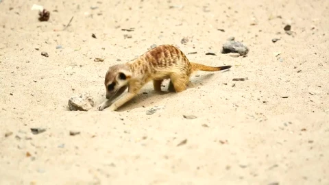 Stock Video Meerkat Digging In The San Animated Wallpaper - Free Live Wallpaper