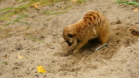 Stock Video Meerkat Digging A Hole In The San Animated Wallpaper - Free Live Wallpaper