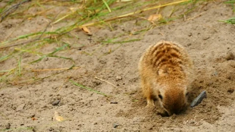 Stock Video Meerkat Diggin A Hole In The San Animated Wallpaper - Free Live Wallpaper
