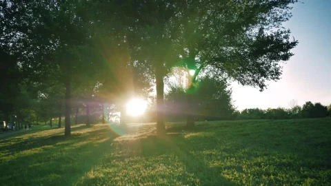 Stock Video Meadow Surrounded By Trees On A Sunny Afternoo Animated Wallpaper - Free Live Wallpaper