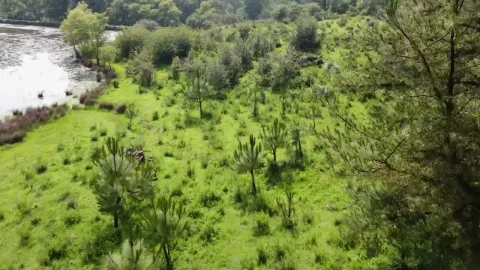 Stock Video Meadow In A Forest With A Lak Animated Wallpaper - Free Live Wallpaper