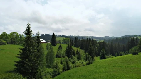 Stock Video Meadow Grass Hills And Pine Forest Animated Wallpaper - Free Live Wallpaper