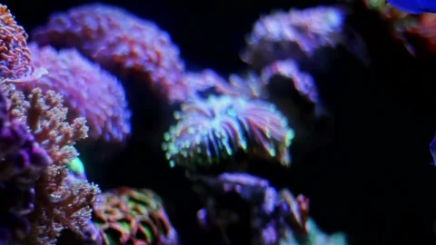 Stock Video Marine Life In A Fish Tan Animated Wallpaper - Free Live Wallpaper