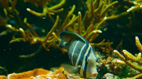 Stock Video Marine Faun Animated Wallpaper - Free Live Wallpaper