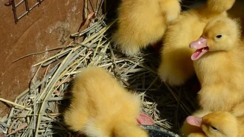 Stock Video Many Yellow Baby Chickens Close U Animated Wallpaper - Free Live Wallpaper