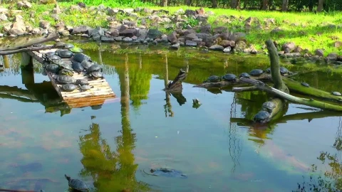 Stock Video Many Turtles In A Pond In Natur Animated Wallpaper - Free Live Wallpaper