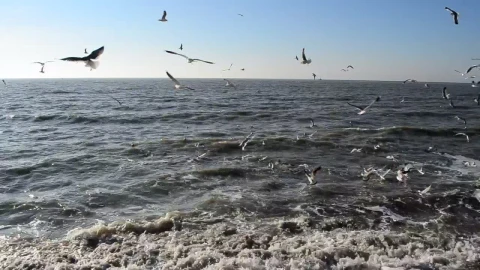 Stock Video Many Seagulls Flying On The Seashor Animated Wallpaper - Free Live Wallpaper
