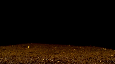 Stock Video Many Plants Slowly Sprouting From The Groun Animated Wallpaper - Free Live Wallpaper