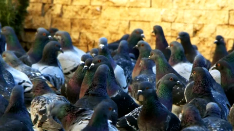 Stock Video Many Pigeons Together On The Street Slow Motio Animated Wallpaper - Free Live Wallpaper