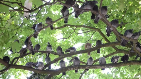 Stock Video Many Pigeons Perched On The Branches Of A Tre Animated Wallpaper - Free Live Wallpaper
