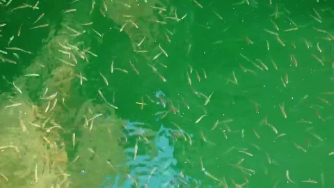 Stock Video Many Fish Swimming In A Lak Animated Wallpaper - Free Live Wallpaper