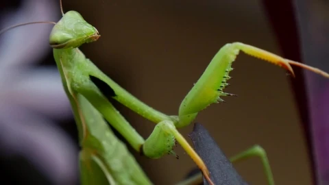 Stock Video Mantis Religiosa Closeu Animated Wallpaper - Free Live Wallpaper