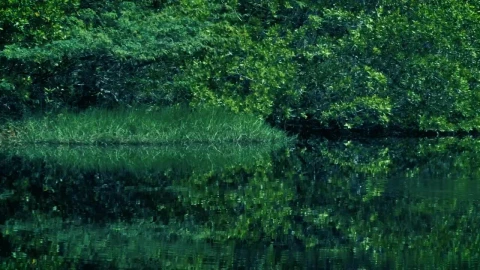 Stock Video Mangrove Swamp With Green Natur Animated Wallpaper - Free Live Wallpaper