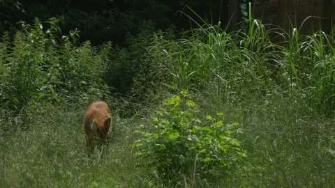 Stock Video Maned Wolf In The High Gras Animated Wallpaper - Free Live Wallpaper