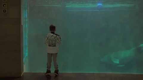 Stock Video Manatee Swimming In An Aquariu Animated Wallpaper - Free Live Wallpaper