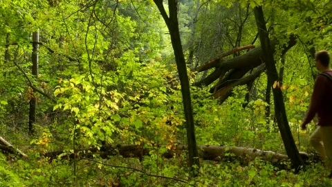 Stock Video Man With A Backpack In The Fores Animated Wallpaper - Free Live Wallpaper