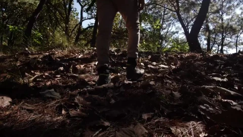 Stock Video Man Walking Through Fores Animated Wallpaper - Free Live Wallpaper