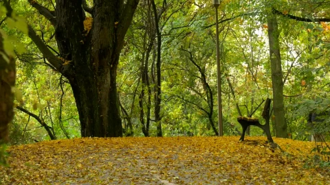 Stock Video Man Walking On The Park Kicking Leaves On The Groun Animated Wallpaper - Free Live Wallpaper