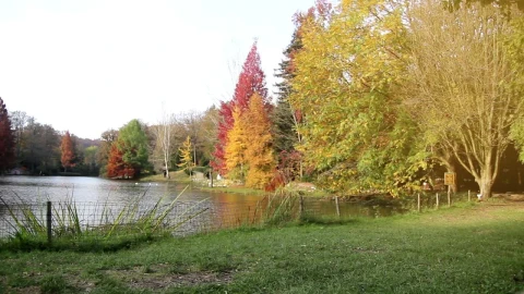 Stock Video Man Walking On A Park In Autum Animated Wallpaper - Free Live Wallpaper