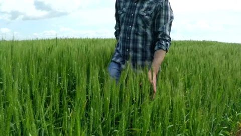 Stock Video Man Walking On A Green Wheat Fiel Animated Wallpaper - Free Live Wallpaper