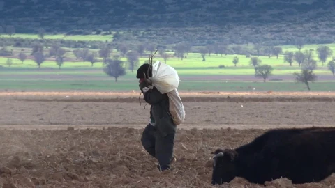 Stock Video Man Walking In The Countryside With Cow Animated Wallpaper - Free Live Wallpaper