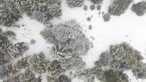 Stock Video Man Walking In A Snow Covered Pine Fores Animated Wallpaper - Free Live Wallpaper