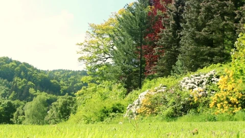 Stock Video Man Walking In A Forest In Sprin Animated Wallpaper - Free Live Wallpaper