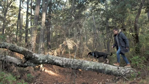 Stock Video Man Walking His Dog In A Fores Animated Wallpaper - Free Live Wallpaper