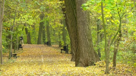 Stock Video Man Walking And Running Through A Park Pat Animated Wallpaper - Free Live Wallpaper